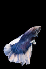 Blue and white betta fish, siamese fighting fish on black backgroundBlue and white betta fish, siamese fighting fish on black background