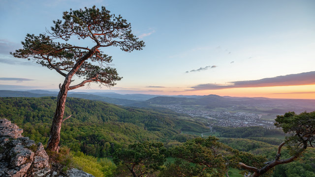 Baum mit Aussicht