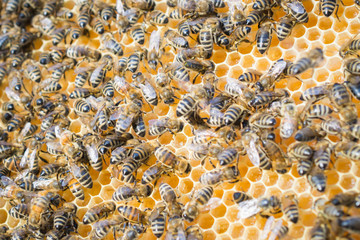 Many bees on a honey cell