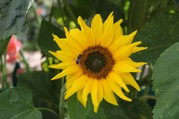 Obraz premium Sunflowers