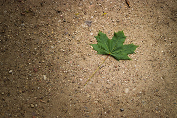 Green leaf on the ground