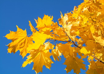 Fototapeta na wymiar Bright yellow autumn maple leaves on background of blue sky
