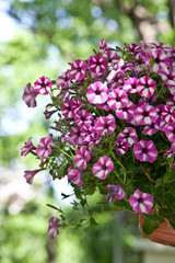 Obraz na płótnie Canvas Multicolored purple white petunia flowers on a light natural background