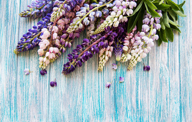 pink and purple lupine flowers