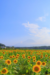 山梨県　向日葵