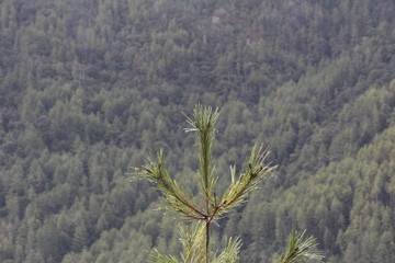 Dew on plants after rain