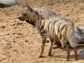 Fototapeta premium Striped hyena. Body color varies from light yellow to brown and gray with transverse dark stripes on the body. On the back there is a mane of coarse stiff hair.