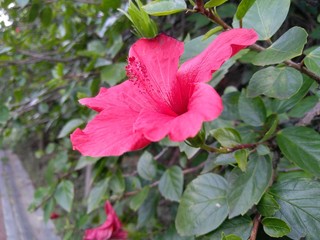 Orquídea rosa en el jardín
