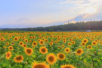 山梨県　向日葵