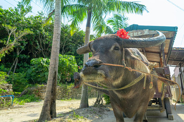 竹富島の牛車
