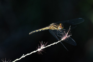 Libellule