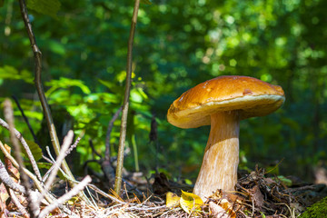 big cep in sunny forest