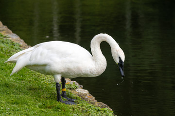 swan on lake