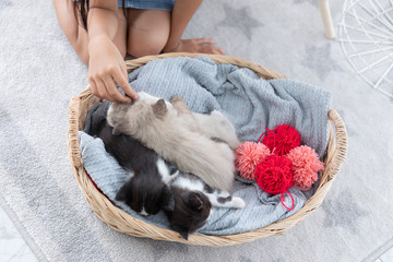 Group persian kittens sleep on basket.