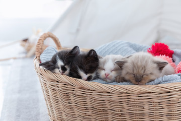kittens in basket