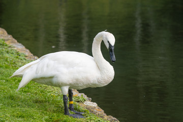 swan on lake