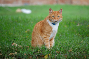 portrait of a beautiful red cat on a green lawn. red cat sitting on the grass