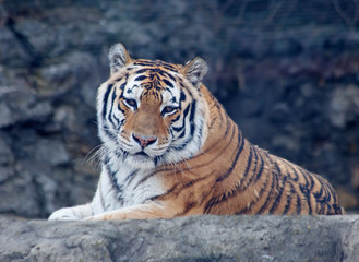 Fototapeta na wymiar Amur tiger, or Siberian tiger. It is a predator of the cat family, which is one of the main representatives of the genus Panther.