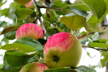 Juicy, bright apples on the dacha