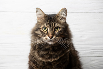 Siberian tabby cat closeup portrait