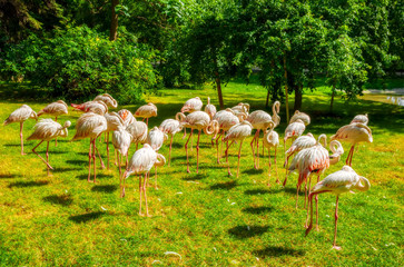Flock of flamingos standing on the green grasses of a meadow field on a sunny day.
