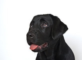 Dog breed black labrador puppy with pink tongue portrait  on white background