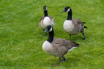 canada geese on green grass
