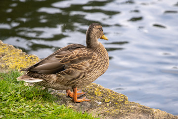 duck by water