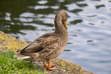 duck