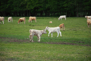 Obraz premium young cows on meadow