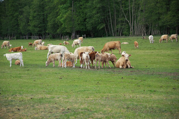 herd of coews on meadow