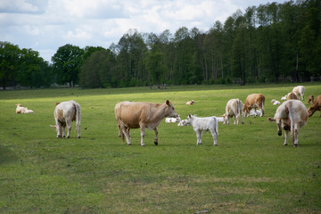 Fototapeta na wymiar herd of cows on a meadow