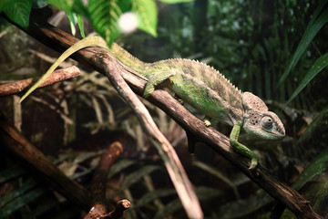 Obraz premium Chameleon on a branch in the forest