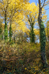 Colores de otoño en Bosque del Parque Natural del Montseny 
