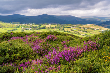 Scenic Irish countryside landscape with hills covered in purple heather, green farmlands and...