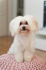 maltese dog head portrait