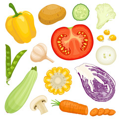 Set of vegetables in cartoon style. Assorted different vegetables isolated on a white background. Vector illustration.