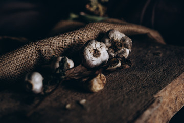 Garlic dark background. Garlic still life. 