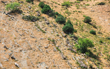 Trees on a hillside with deposits of rock