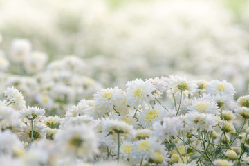 white chrysanthemum flowers, chrysanthemum in the garden. Blurry flower for background, colorful plants