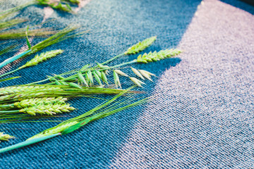 Green ears of wheat and oats on a gray carpet backing.