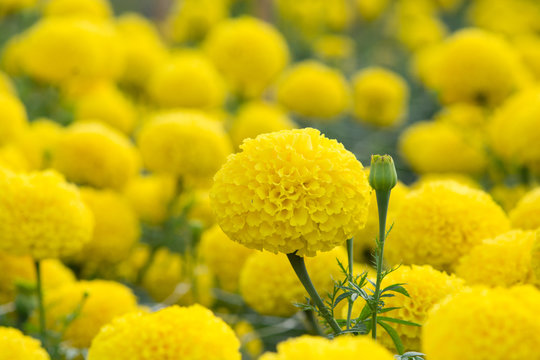 Marigolds flower fields, selective focus