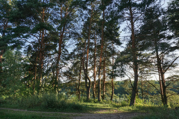 Landscape. Pines on a hill top. Visible blue sky and other slope of a river downhill. Day light. Russia.