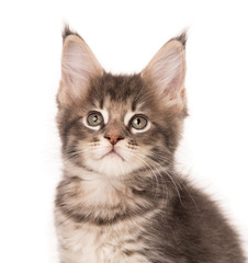 Maine Coon kitten