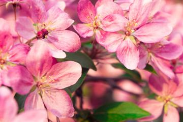 Spring blooms are pink wild apple flowers. Background of a blooming garden at sunset