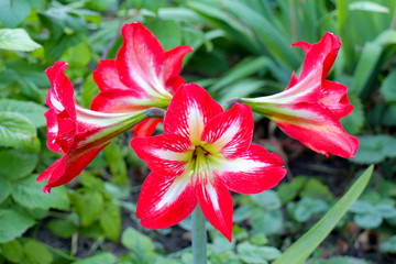 Amaryllis flowers on a green background