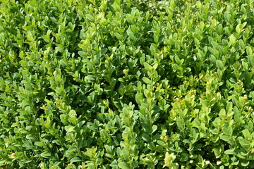 Boxwood