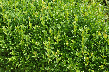 Boxwood