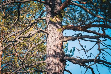 Slender trunk of pine tree in the forest.