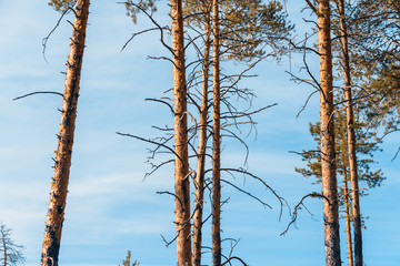 Obraz premium Slender trunk of pine tree in the forest.